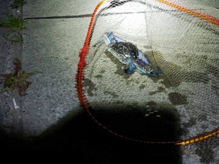 アオリイカなど